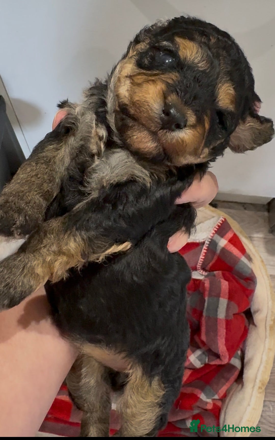 Yorkiepoo dogs for sale: Yorkiepoo F2 Girl Puppies X2 Stunning markings  - Image 6