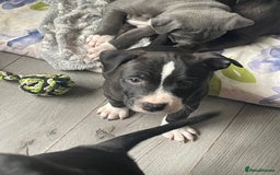 Staffordshire Bull Terrier dogs for sale: Sold  - Image 35