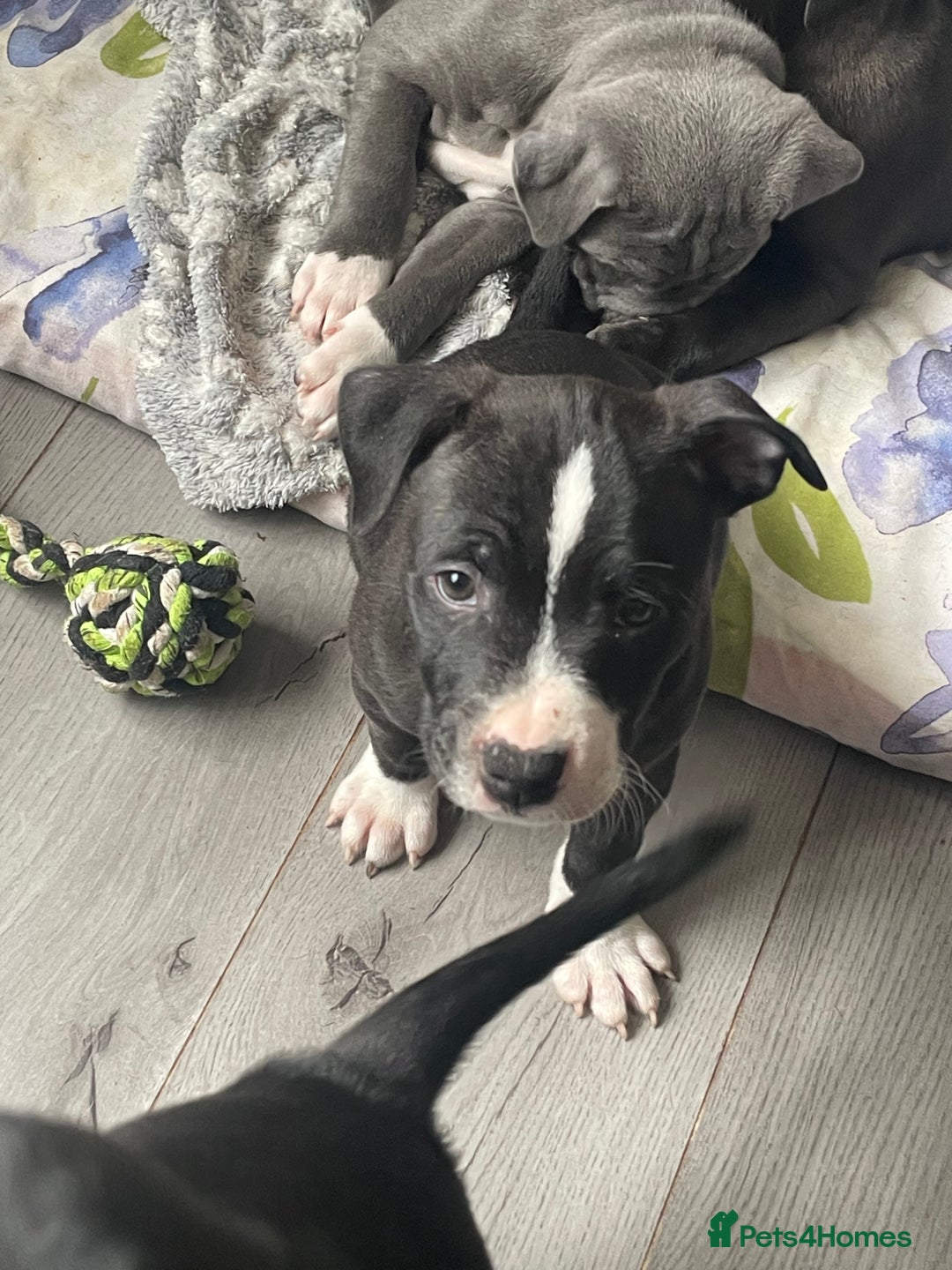 Staffordshire Bull Terrier dogs for sale: Sold  - Image 35