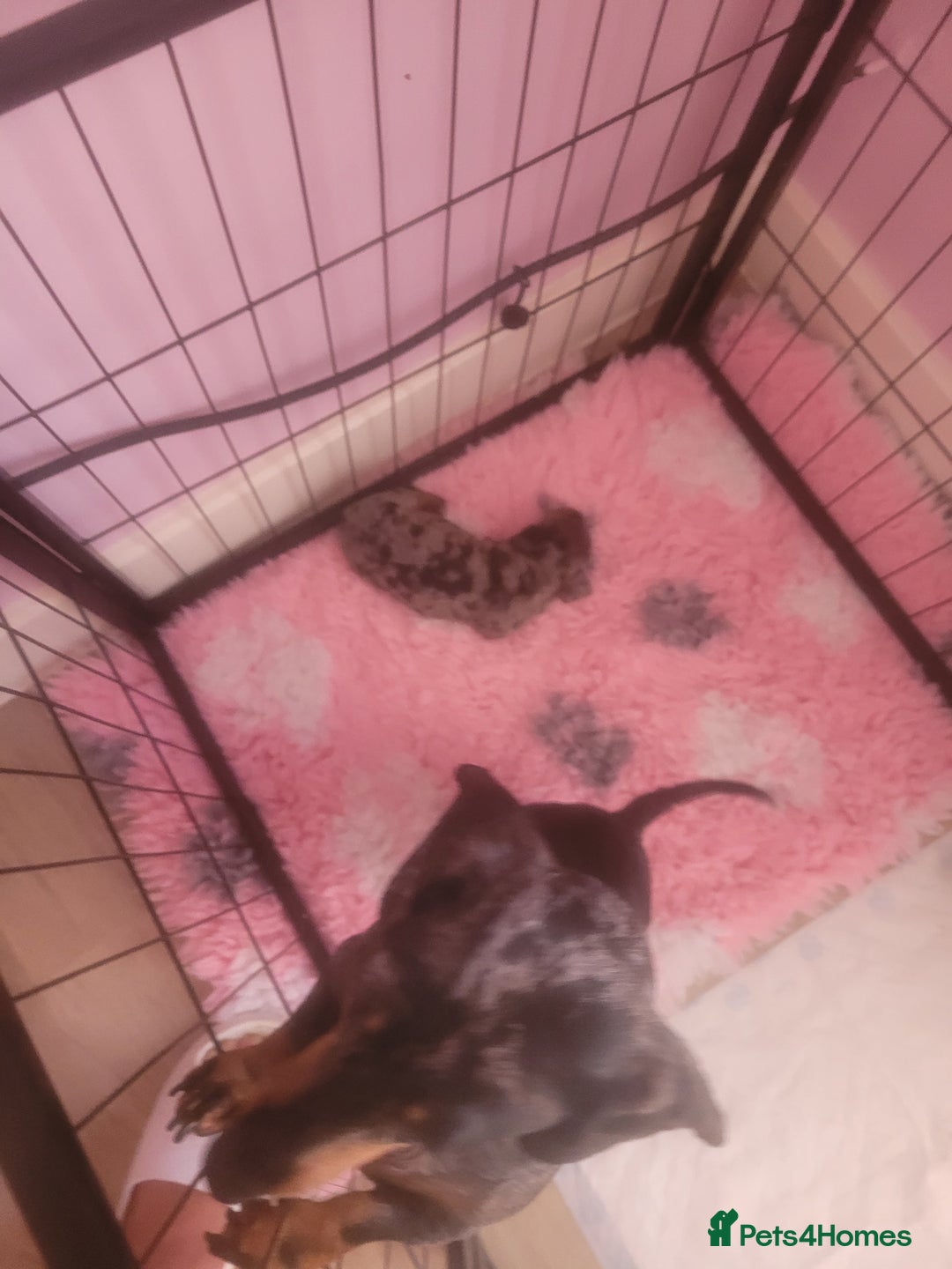 Miniature Dachshund dogs for sale: Miniature dachshund  - Advert 5