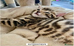 Bengal cats for sale: Bengal mix - Image 4