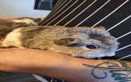 Guinea Pig rodents for sale: Bonded pair female baby guinea pigs  - Advert 4