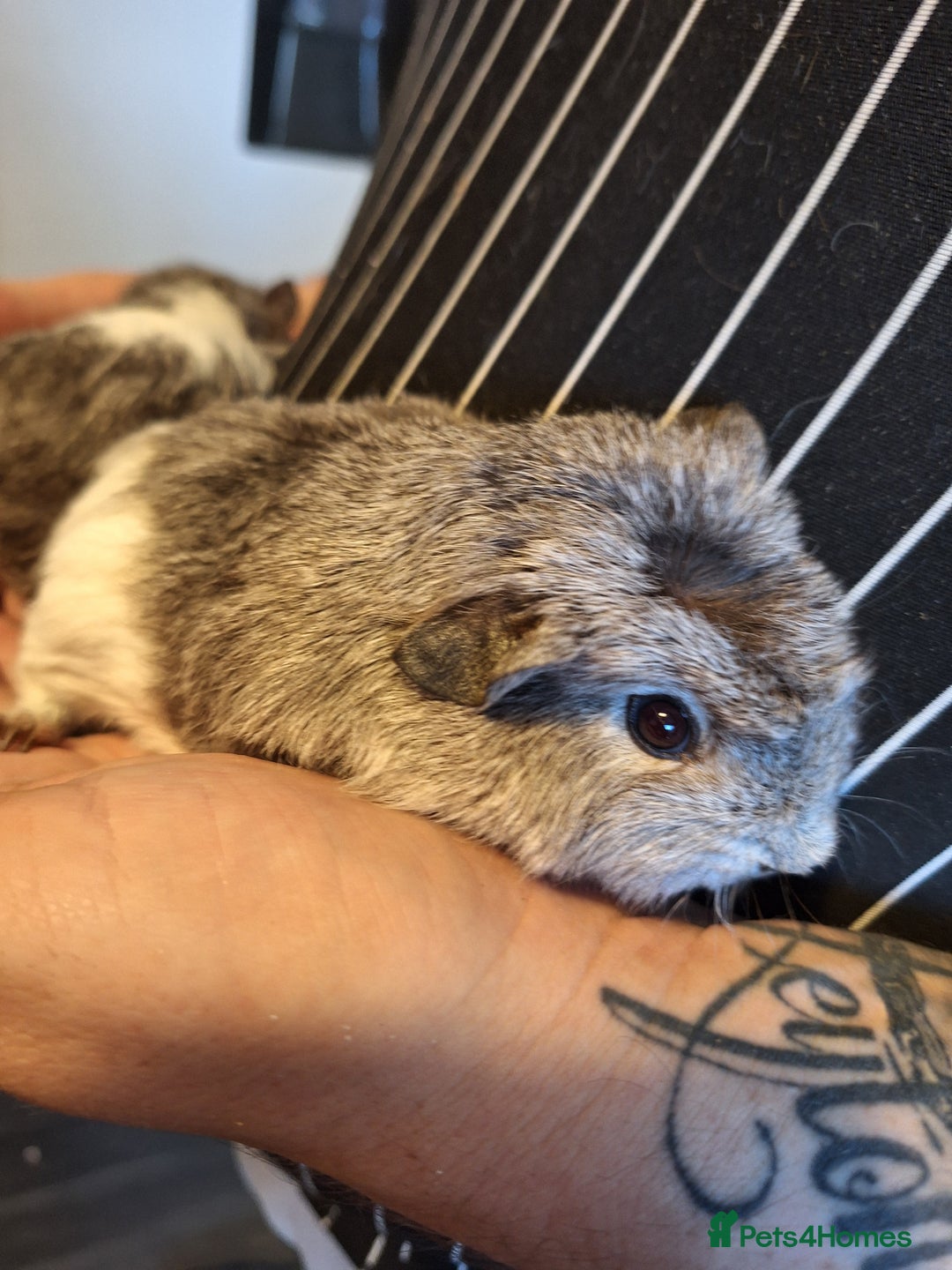 Guinea Pig rodents for sale: Bonded pair female baby guinea pigs  - Advert 4