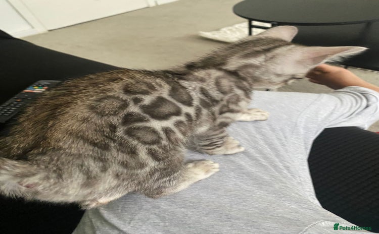 Bengal cats - Advert 1