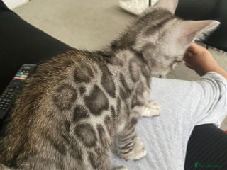 Bengal cats - Advert 2