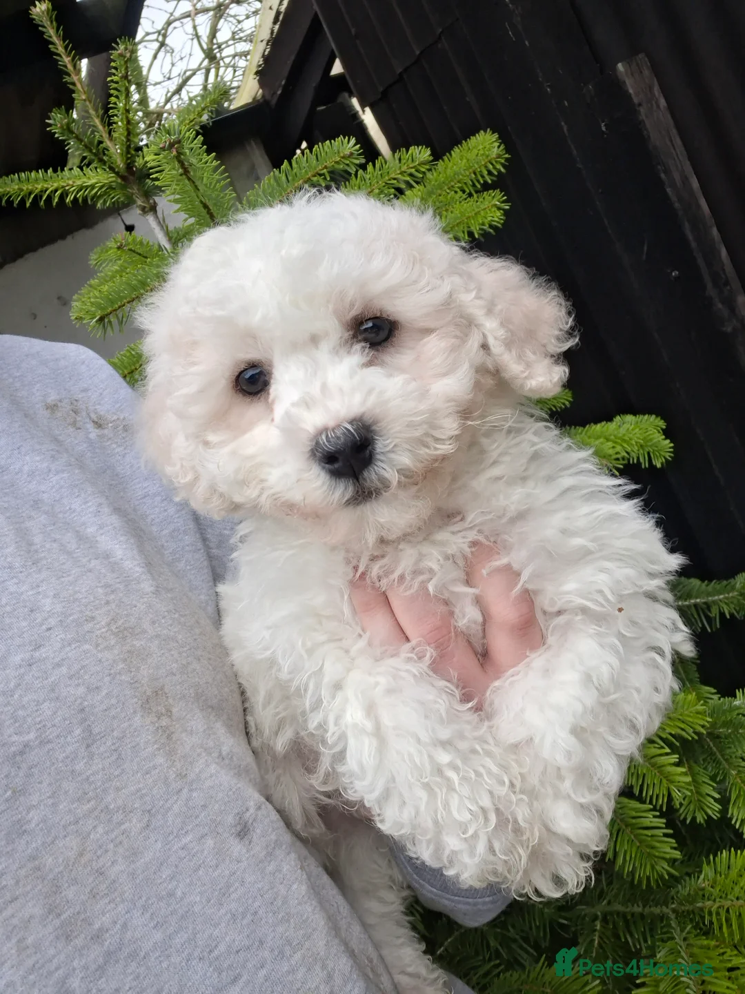 Bichon Frise dogs for sale: One beautiful bichon boy - Advert 6