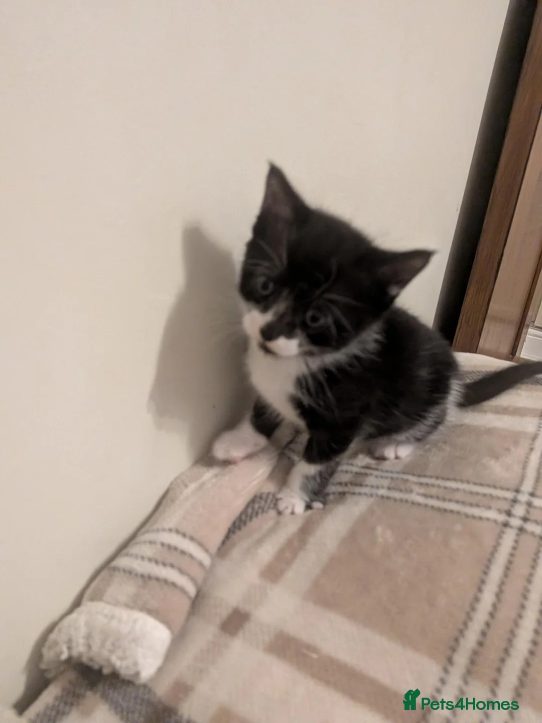 Mixed Breed cats for sale: Last stunning kitten  - Advert 5