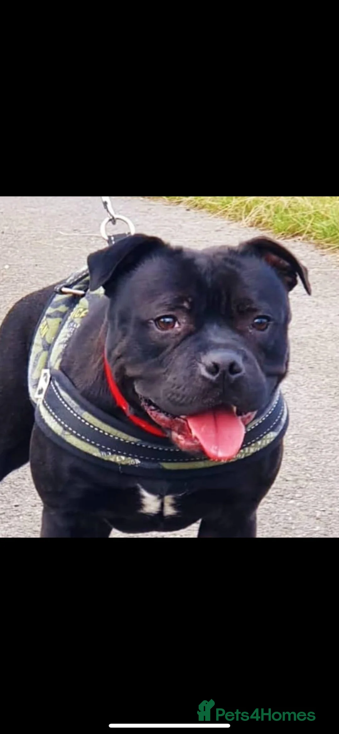 Staffordshire Bull Terrier dogs for stud: STORM FOR STUD in Newton Aycliffe - Advert 15