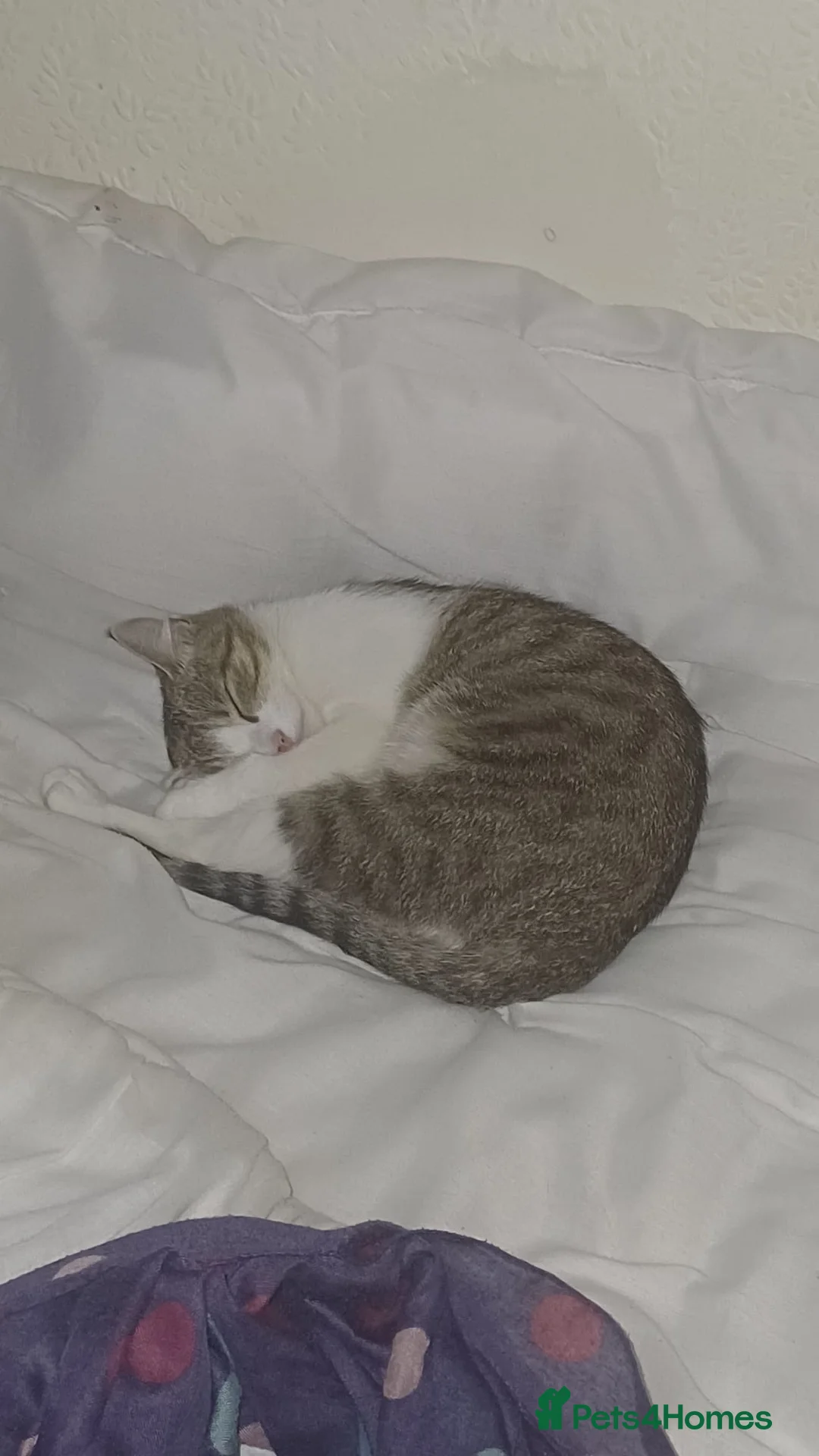 Domestic Shorthair cats for sale: Friendly Domestic Shorthair Cat for sale - Advert 3