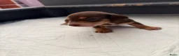 Miniature Dachshund dogs for sale: 🐶🐶🐶❤️❤️❤️❤️miniature Daschund puppies for sale  - Advert 10
