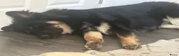 German Shepherd dogs for sale: Black & Tan German Shepherd Male – Born 30/07/2025 - Advert 2