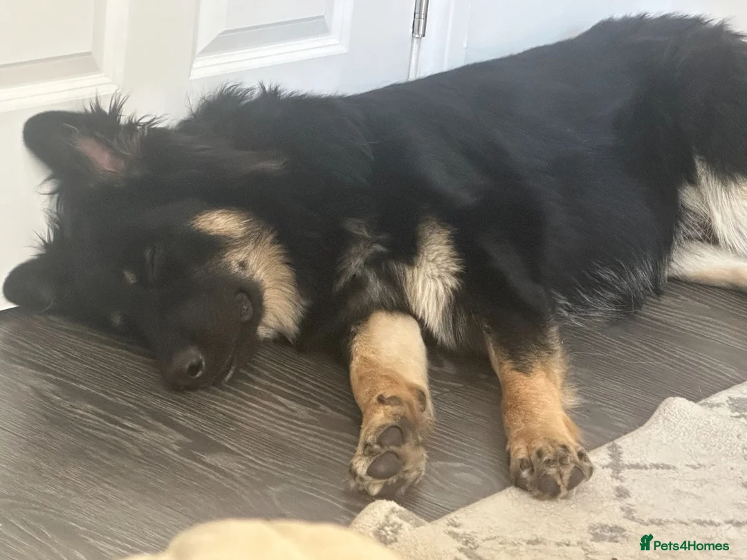 German Shepherd dogs for sale: Black & Tan German Shepherd Male – Born 30/07/2025 - Advert 2