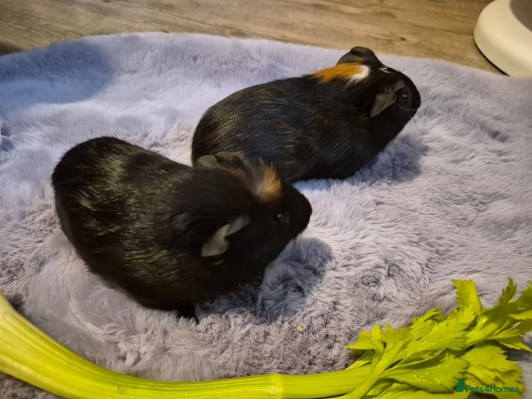 Guinea Pig rodents for sale: 2 bonded brothers  - Advert 1