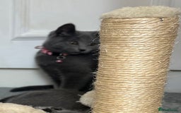 Russian Blue cats for sale: Russian Blue Kitten - Image 19