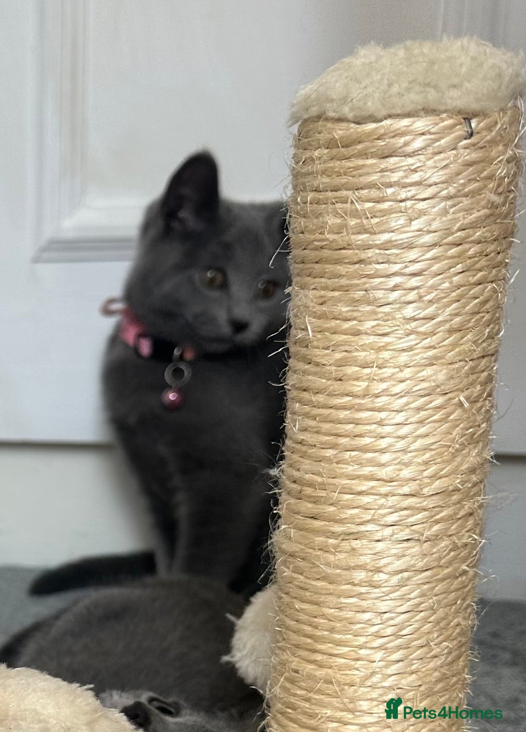 Russian Blue cats for sale: Russian Blue Kitten - Image 19