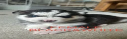 Siberian Husky dogs for sale: PURE SIBERIAN HUSKY PUPS - Advert 15