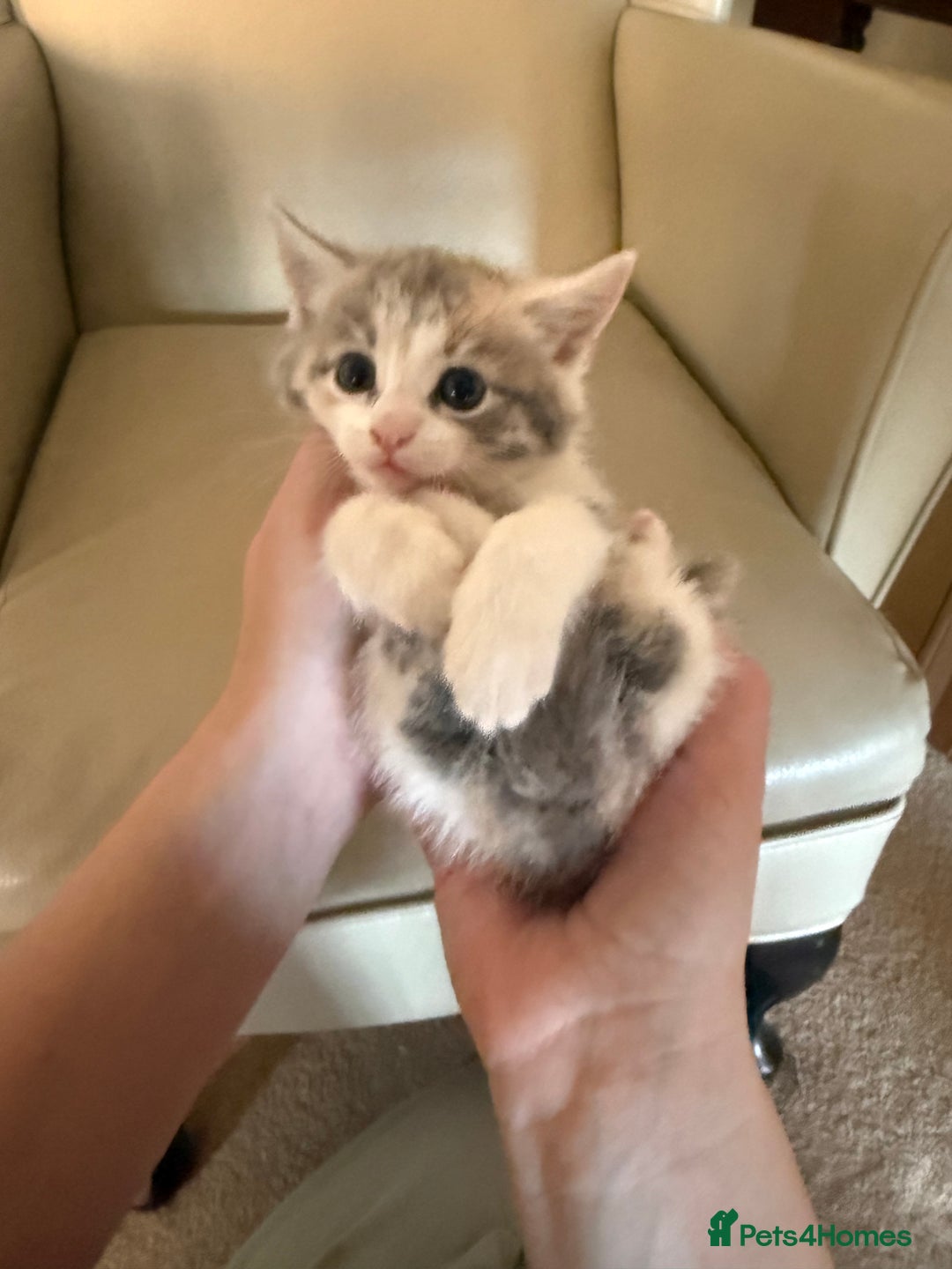 Ragdoll cats for sale: Part rag doll kittens  - Advert 10