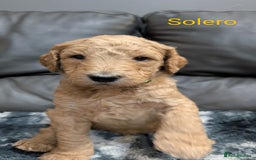 Goldendoodle dogs for sale: Gorgeous Goldendoodles  - Image 4