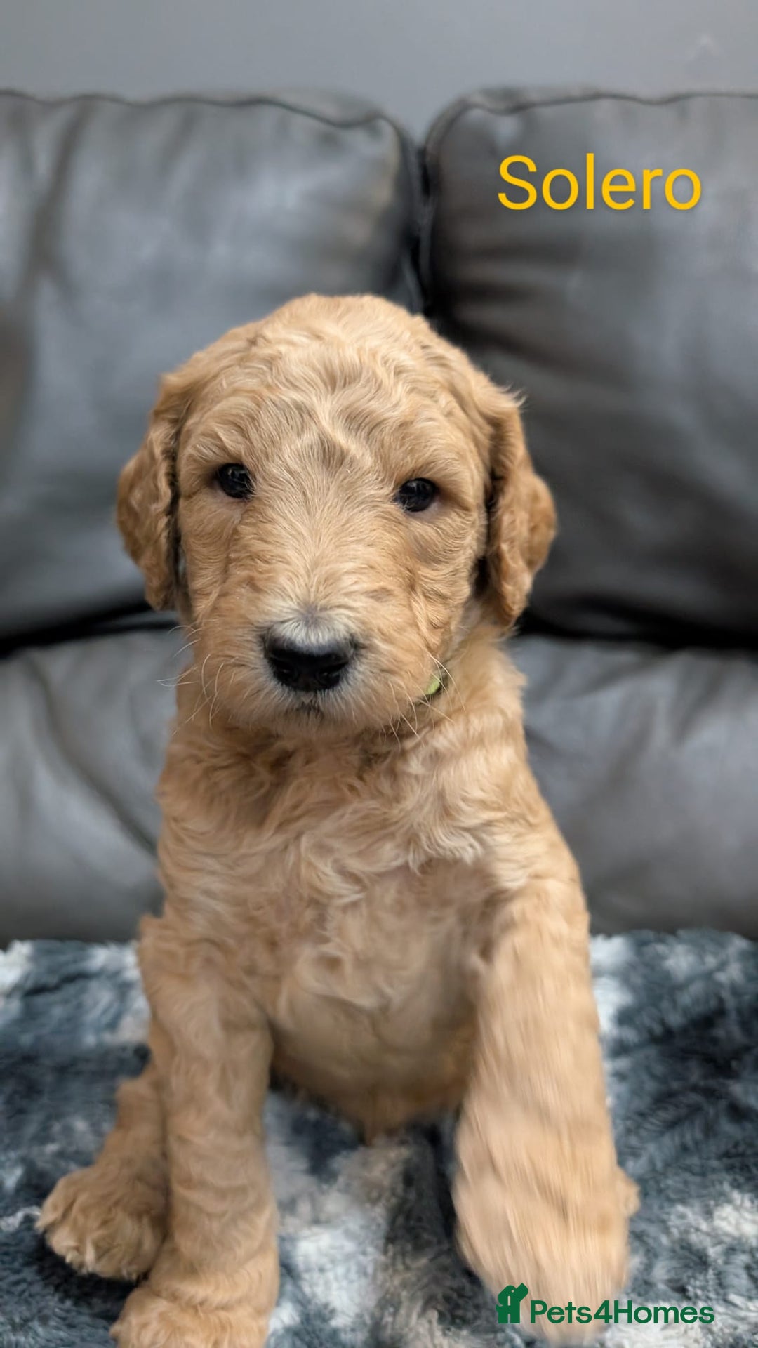 Goldendoodle dogs for sale: Gorgeous Goldendoodles  - Image 4