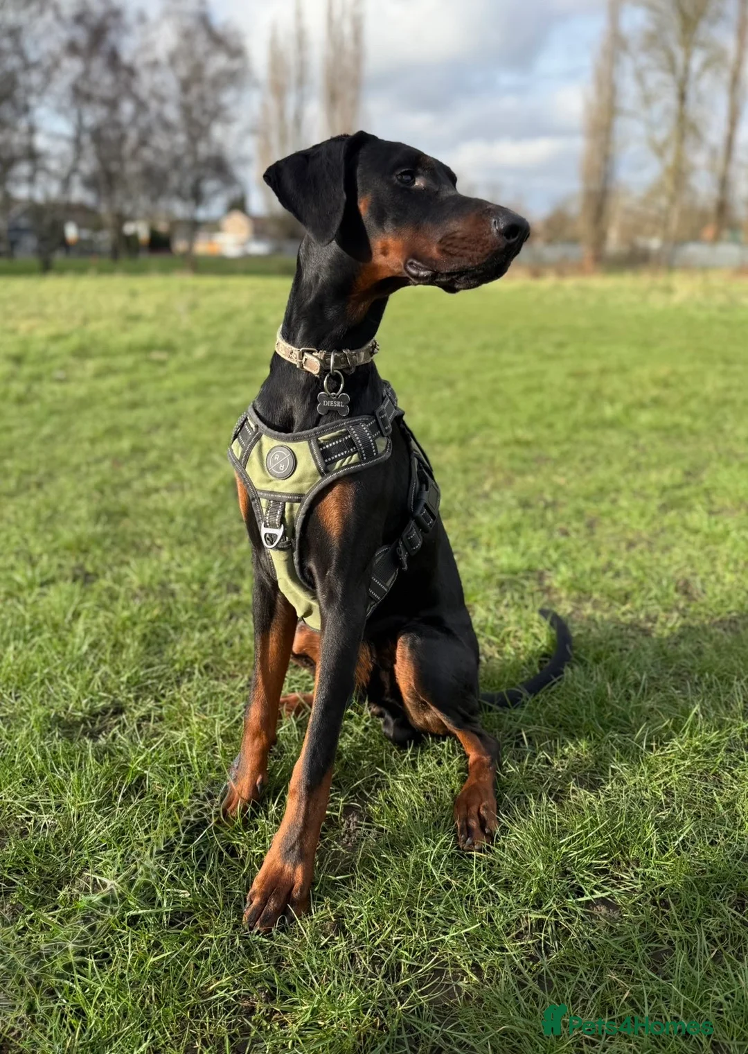 Dobermann dogs for sale: Doberman boy in Scunthorpe - Advert 2