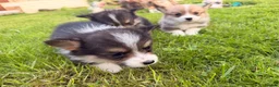 Welsh Corgi Pembroke dogs for sale: Kc pembroke corgi puppies - Advert 8