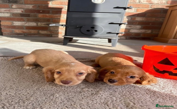 Cocker Spaniel dogs - Advert 3