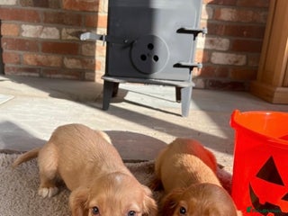 Cocker Spaniel dogs - Advert 16