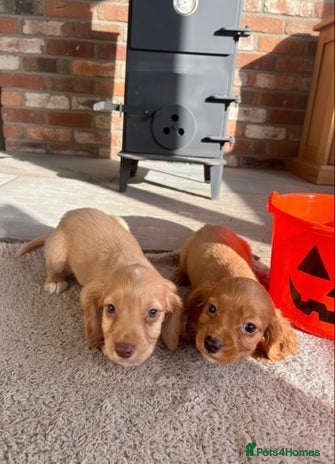 Cocker Spaniel dogs - Advert 4