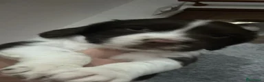English Springer Spaniel 2