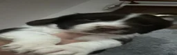 English Springer Spaniel dogs for sale: Girl. Liver and white.  - Advert 7