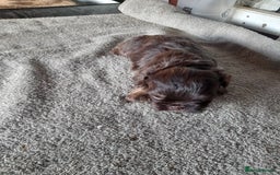 Malshi dogs for sale: Gorgeous pups - Image 1