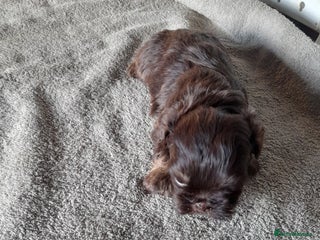 Malshi dogs Gorgeous pups - Advert 1