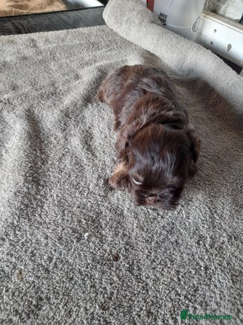 Malshi dogs - Advert 4