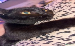 Bombay cats for sale: Black beauties🧡 - Image 8