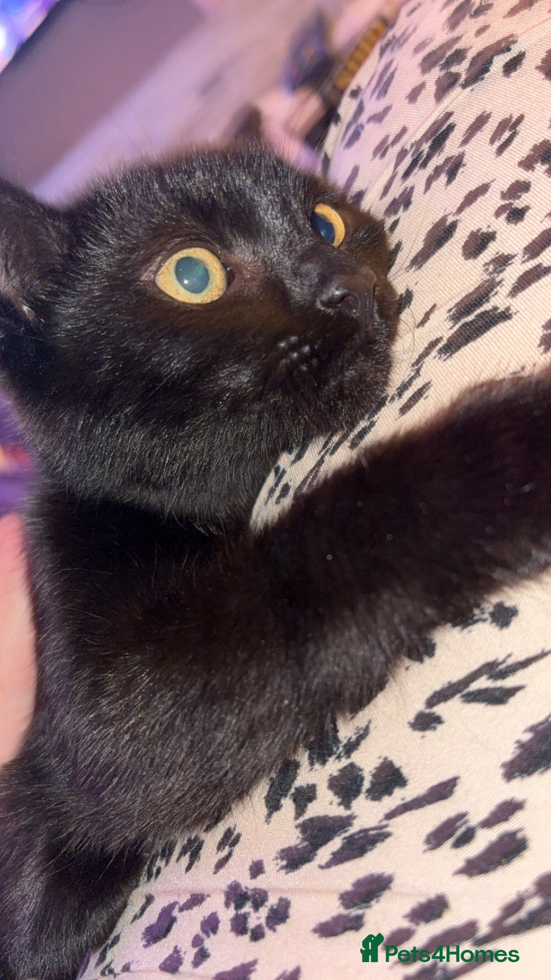 Bombay cats for sale: Black beauties🧡 - Image 8