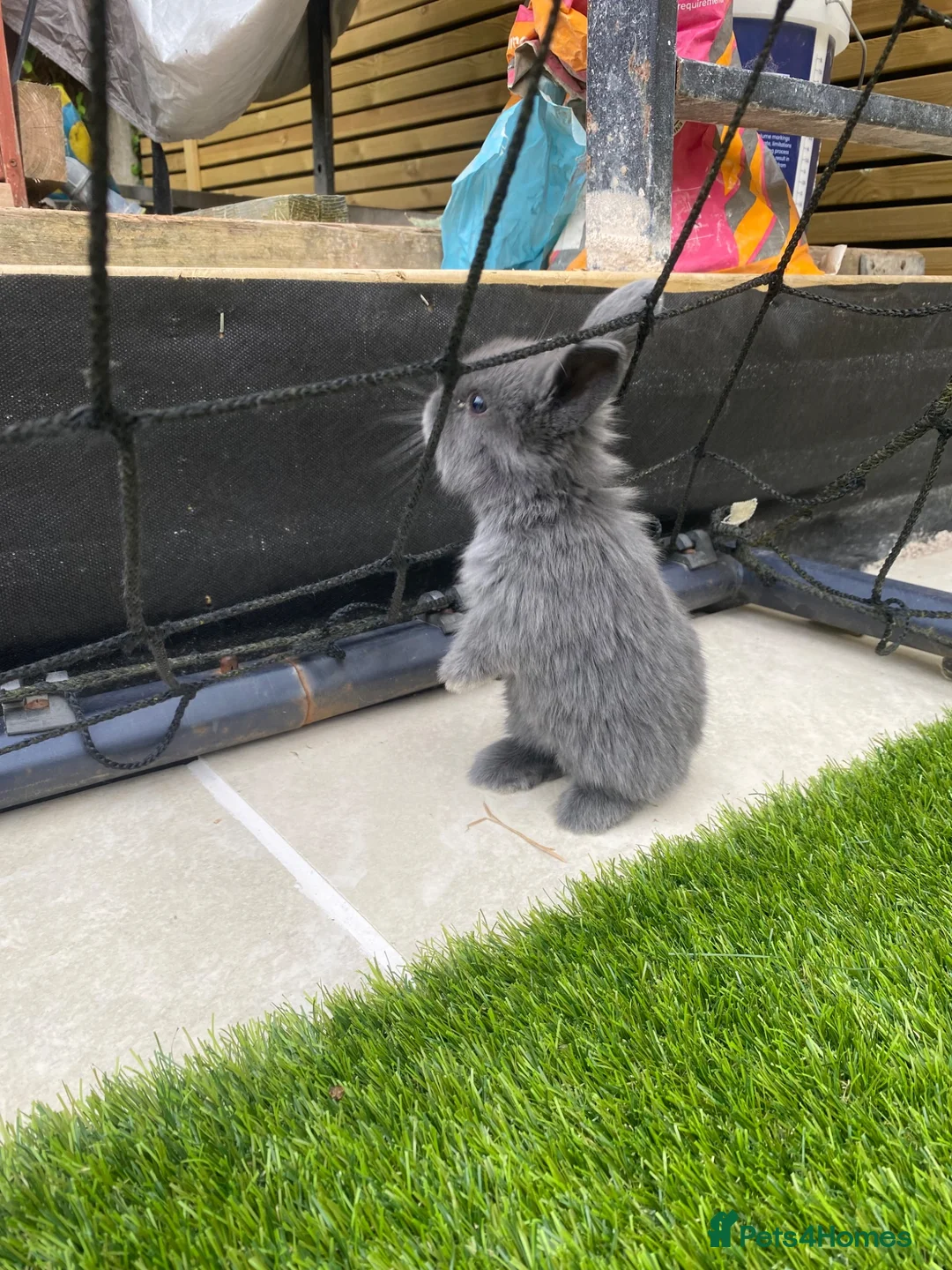 Mini Lop rabbits for sale: Beautiful baby mini lop bunnies 😍 - Advert 2