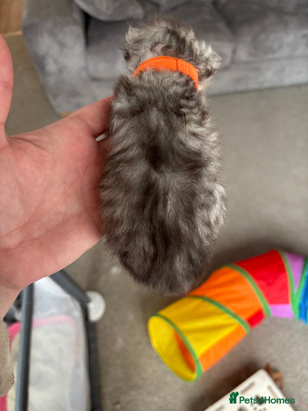 Persian cats for sale: Stunning Persian X maincoon kittens - Advert 13