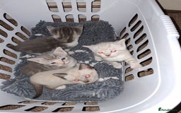 Mixed Breed cats for sale: Gorgeous and rare colour kittens 8weeks ready now - Image 9
