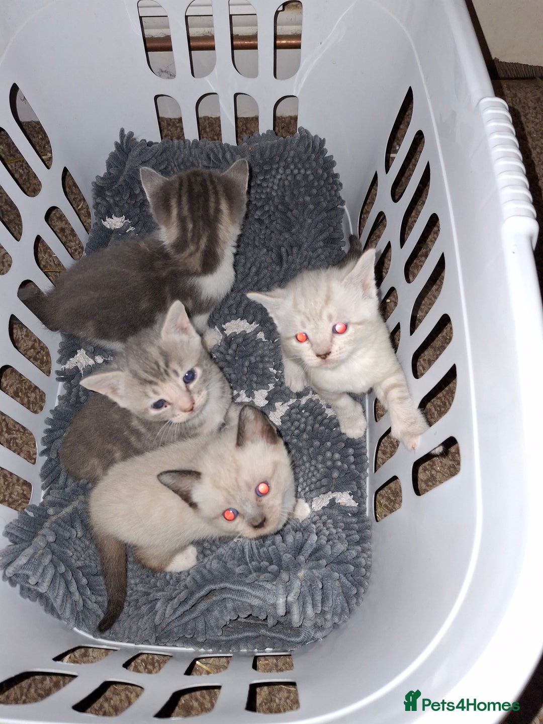 Mixed Breed cats for sale: Gorgeous and rare colour kittens 8weeks ready now - Image 9