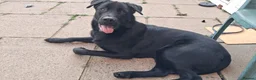 Mixed Breed dogs for sale: German Shepherd/ Rottweiler  in Liverpool - Advert 2