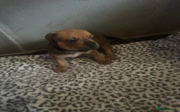 American Bull Staffy dogs for sale: American staffie puppies - Advert 17