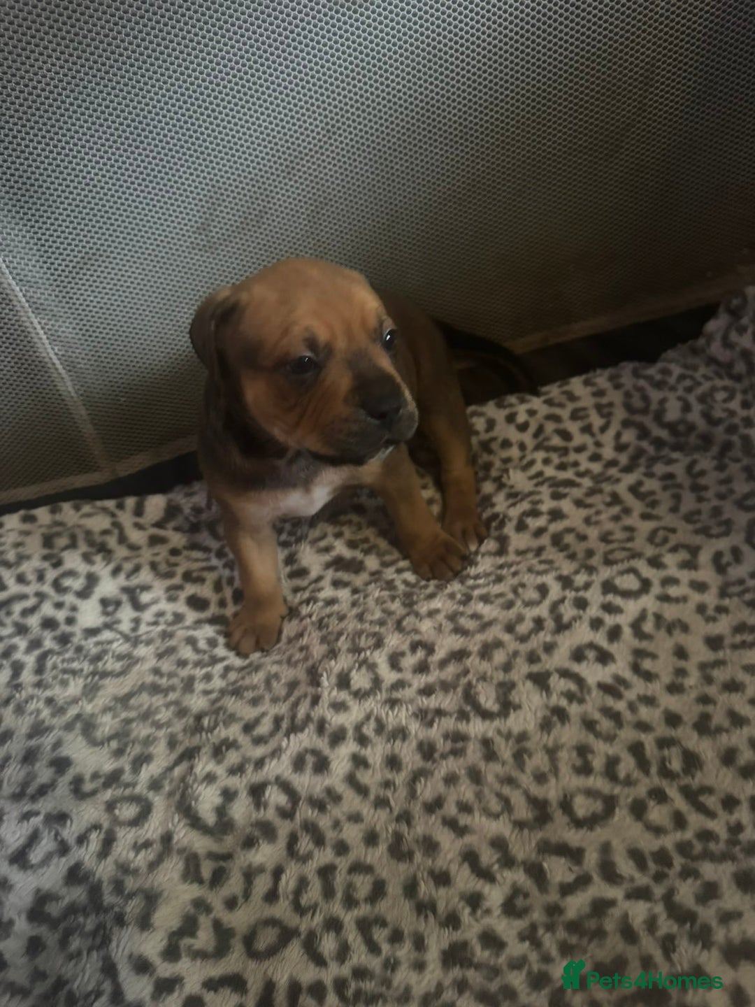 American Bull Staffy dogs for sale: American staffie puppies - Advert 17