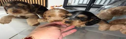 Cocker Spaniel dogs for sale: LAST PUP 🐶RIZI BIZI pedigree show spaniels🐶 - Advert 13