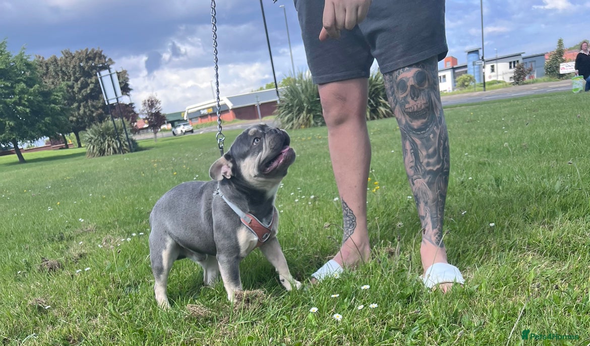 French Bulldog dogs Fluffy Carrier French Bulldog Stud - Advert 21