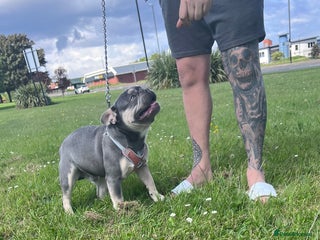 French Bulldog dogs Fluffy Carrier French Bulldog Stud - Advert 4