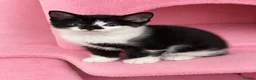 Mixed Breed cats for sale: Looking for their forever hone - Advert 6