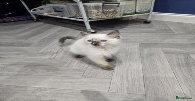 Ragdoll cats - Advert 13