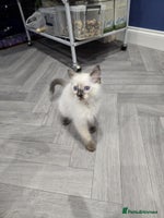 Ragdoll cats - Advert 16