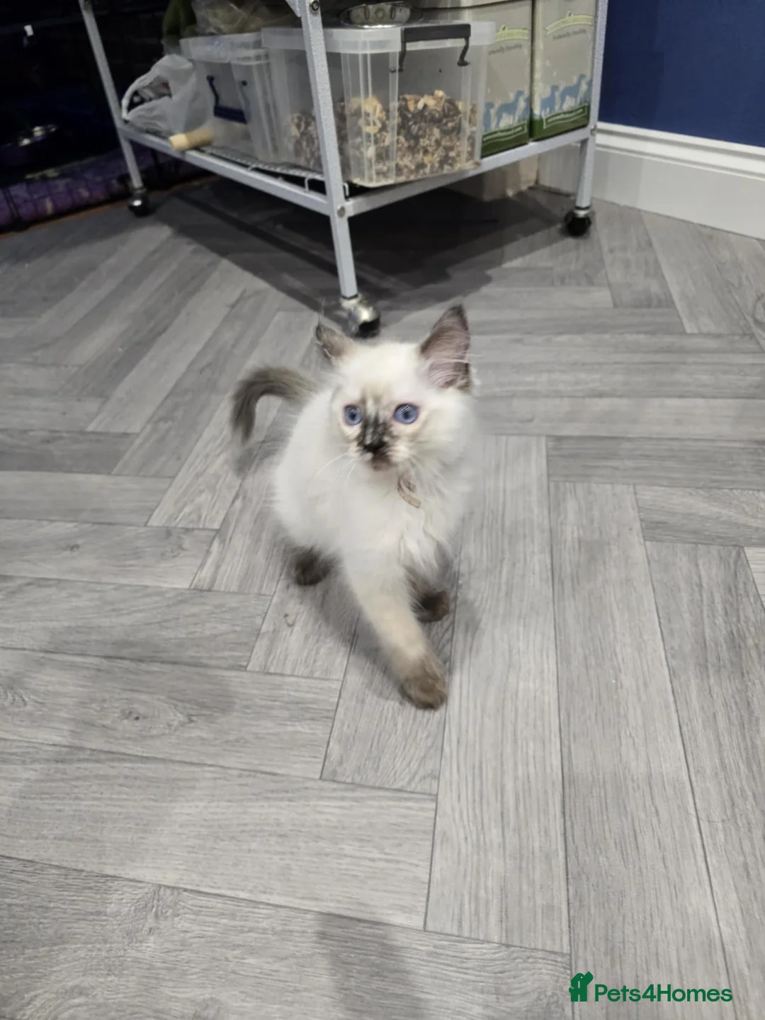 Ragdoll cats for sale: GCCF Registered female. Ready now.  - Advert 7