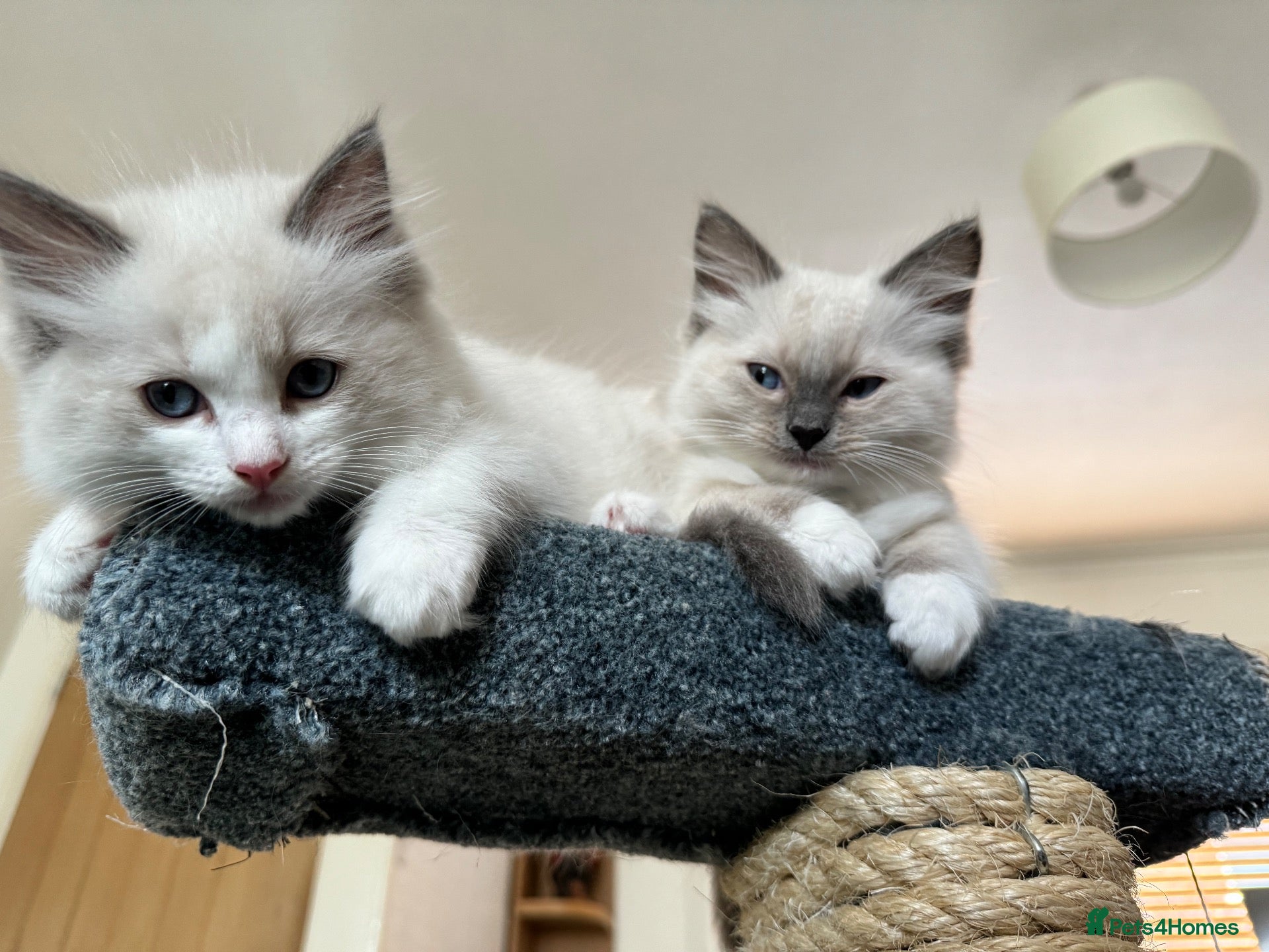 Ragdoll cats Gorgeous Pedigree Ragdoll Kittens  - Advert 2